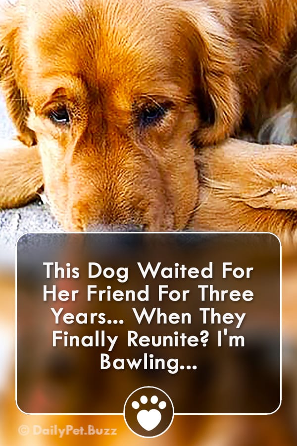 This Dog Waited For Her Friend For Three Years... When They Finally Reunite? I\'m Bawling...