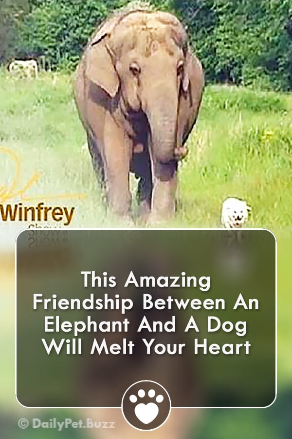 This Amazing Friendship Between An Elephant And A Dog Will Melt Your Heart