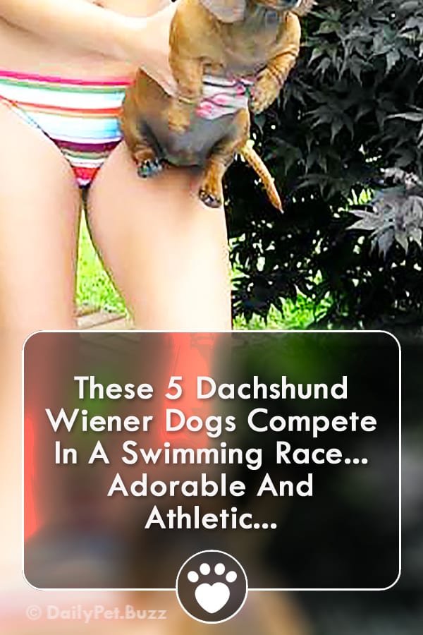 These 5 Dachshund Wiener Dogs Compete In A Swimming Race... Adorable And Athletic...