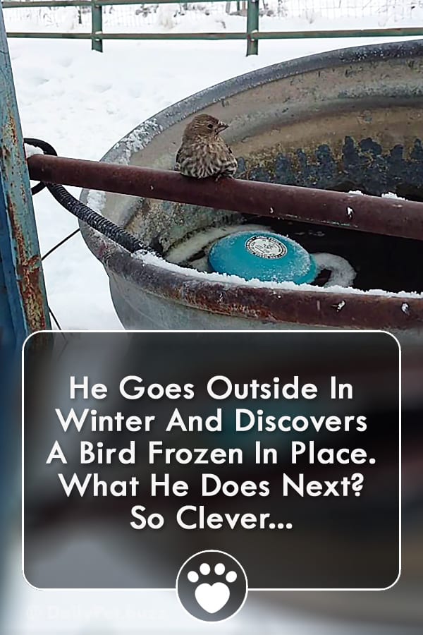 He Goes Outside In Winter And Discovers A Bird Frozen In Place. What He Does Next? So Clever...