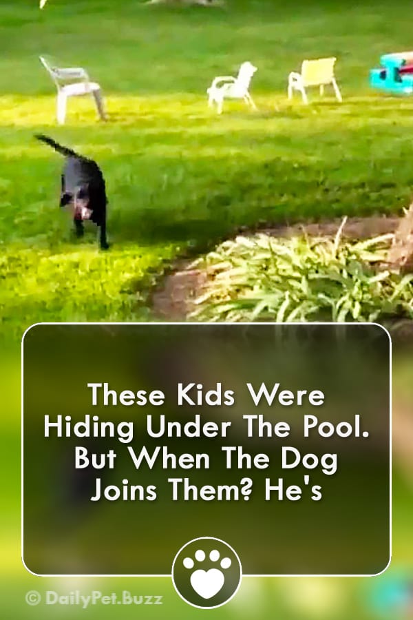 These Kids Were Hiding Under The Pool. But When The Dog Joins Them? He\'s