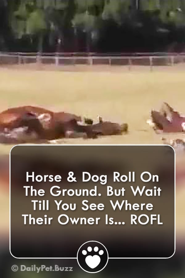 Horse & Dog Roll On The Ground. But Wait Till You See Where Their Owner Is... ROFL