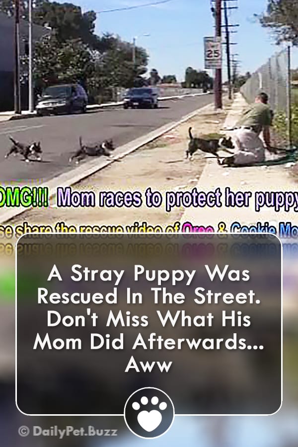 A Stray Puppy Was Rescued In The Street. Don\'t Miss What His Mom Did Afterwards... Aww