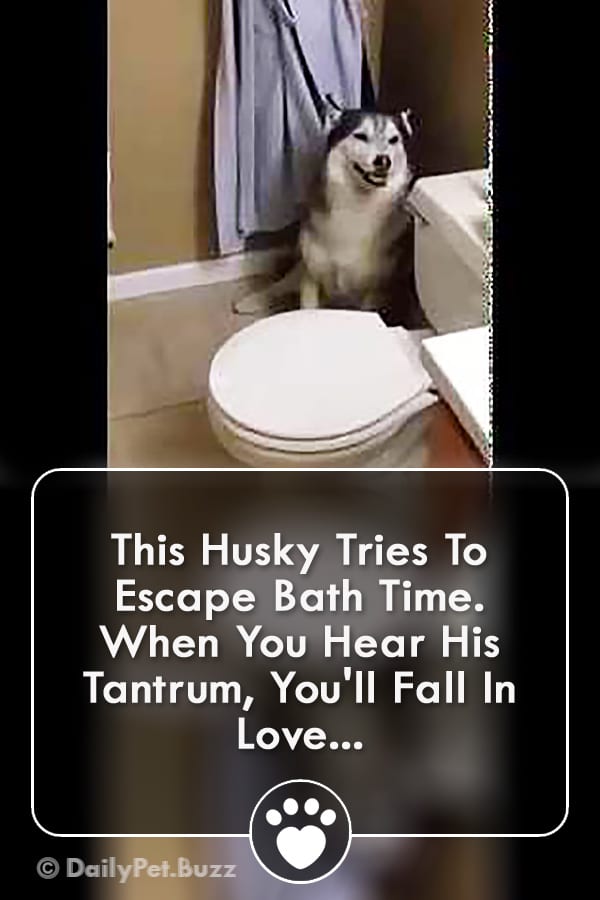 This Husky Tries To Escape Bath Time. When You Hear His Tantrum, You\'ll Fall In Love...