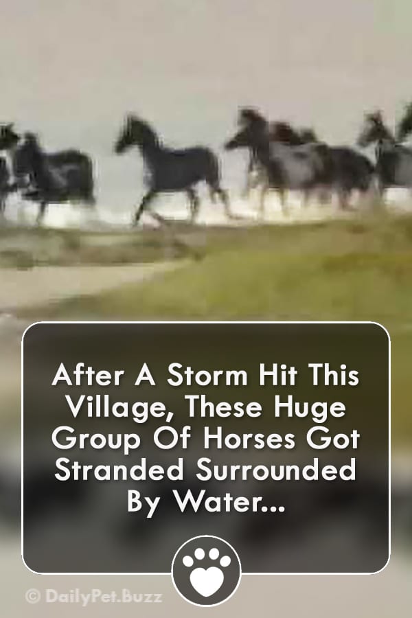 After A Storm Hit This Village, These Huge Group Of Horses Got Stranded Surrounded By Water...
