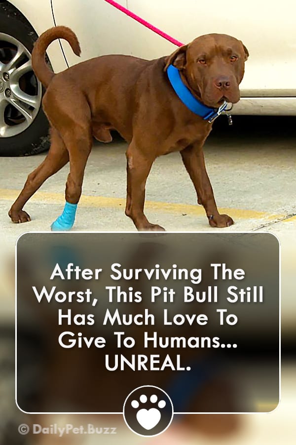 After Surviving The Worst, This Pit Bull Still Has Much Love To Give To Humans... UNREAL.