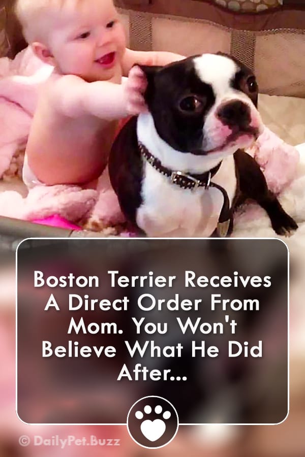 Boston Terrier Receives A Direct Order From Mom. You Won\'t Believe What He Did After...