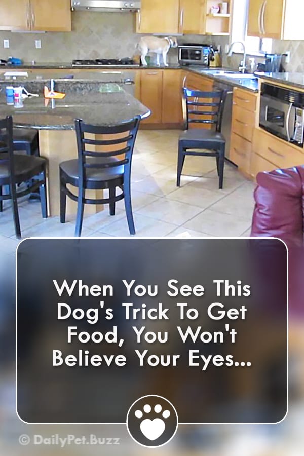 When You See This Dog\'s Trick To Get Food, You Won\'t Believe Your Eyes...