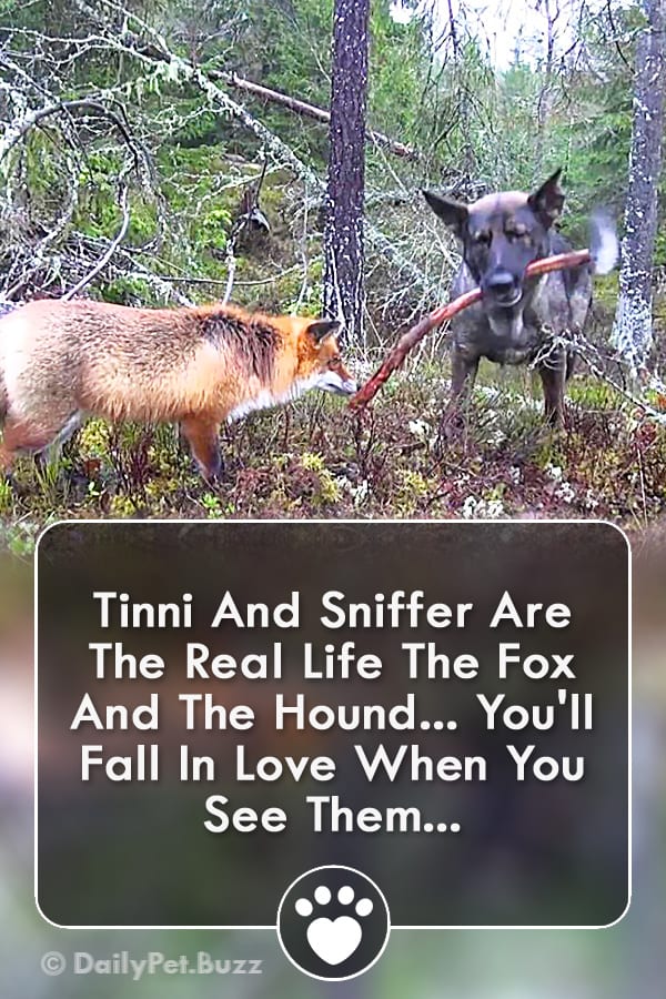 Tinni And Sniffer Are The Real Life The Fox And The Hound... You\'ll Fall In Love When You See Them...