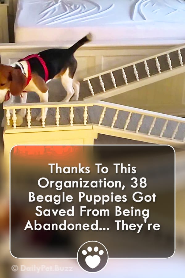 Thanks To This Organization, 38 Beagle Puppies Got Saved From Being Abandoned... They\'re