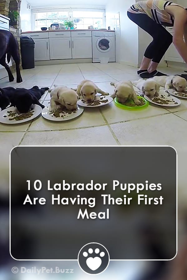 10 Labrador Puppies Are Having Their First Meal