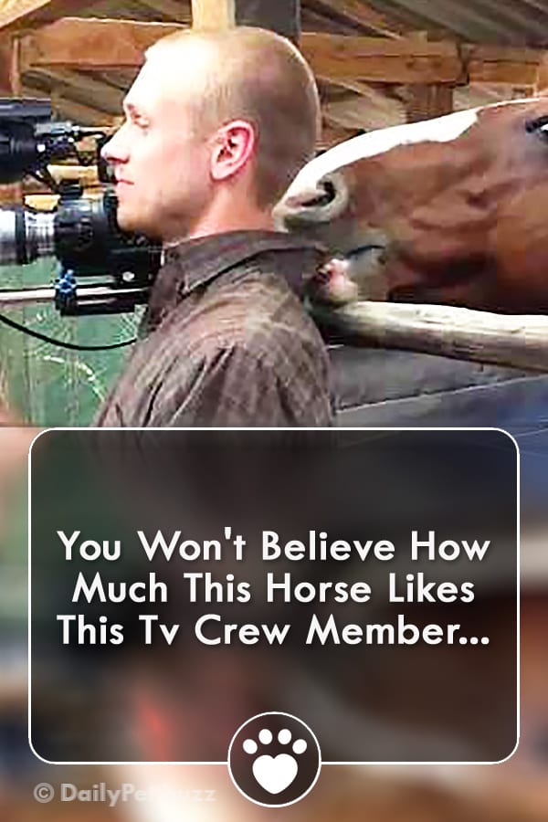 You Won\'t Believe How Much This Horse Likes This Tv Crew Member...