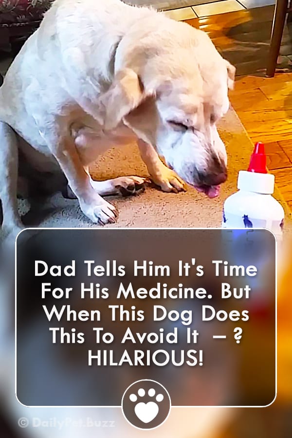 Dad Tells Him It\'s Time For His Medicine. But When This Dog Does This To Avoid It  – ? HILARIOUS!