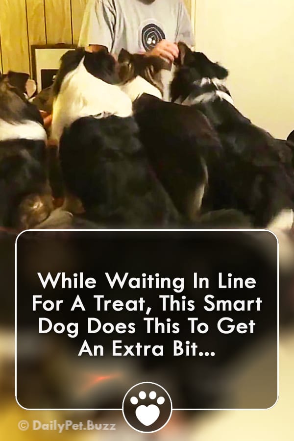 While Waiting In Line For A Treat, This Smart Dog Does This To Get An Extra Bit...