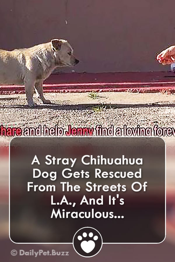 A Stray Chihuahua Dog Gets Rescued From The Streets Of L.A., And It\'s Miraculous...