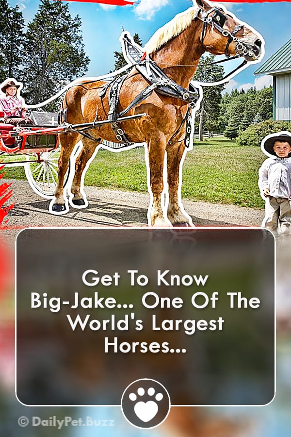Get To Know Big-Jake... One Of The World\'s Largest Horses...