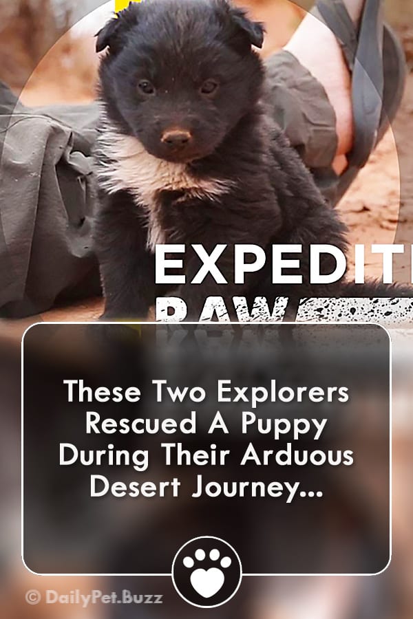 These Two Explorers Rescued A Puppy During Their Arduous Desert Journey...