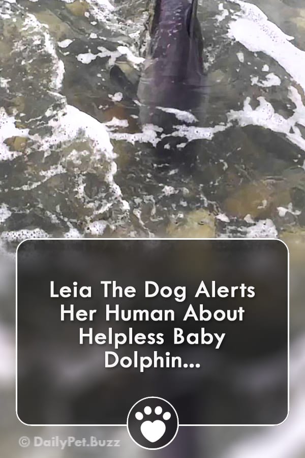 Leia The Dog Alerts Her Human About Helpless Baby Dolphin...