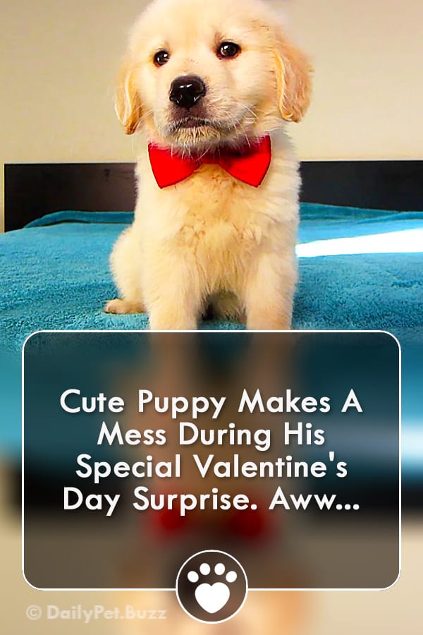 Cute Puppy Makes A Mess During His Special Valentine\'s Day Surprise. Aww...