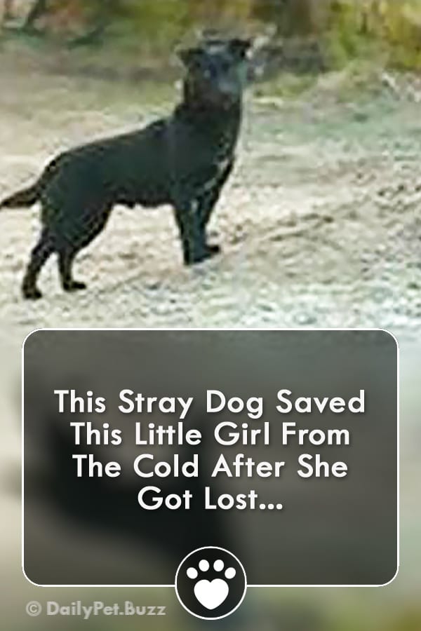 This Stray Dog Saved This Little Girl From The Cold After She Got Lost...
