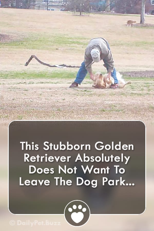 This Stubborn Golden Retriever Absolutely Does Not Want To Leave The Dog Park...