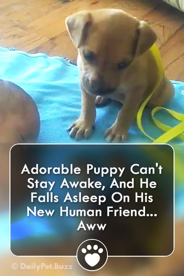 Adorable Puppy Can\'t Stay Awake, And He Falls Asleep On His New Human Friend... Aww