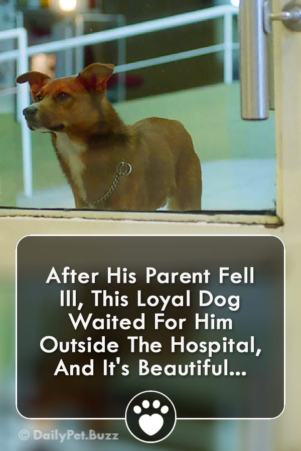 After His Parent Fell Ill, This Loyal Dog Waited For Him Outside The Hospital, And It\'s Beautiful...