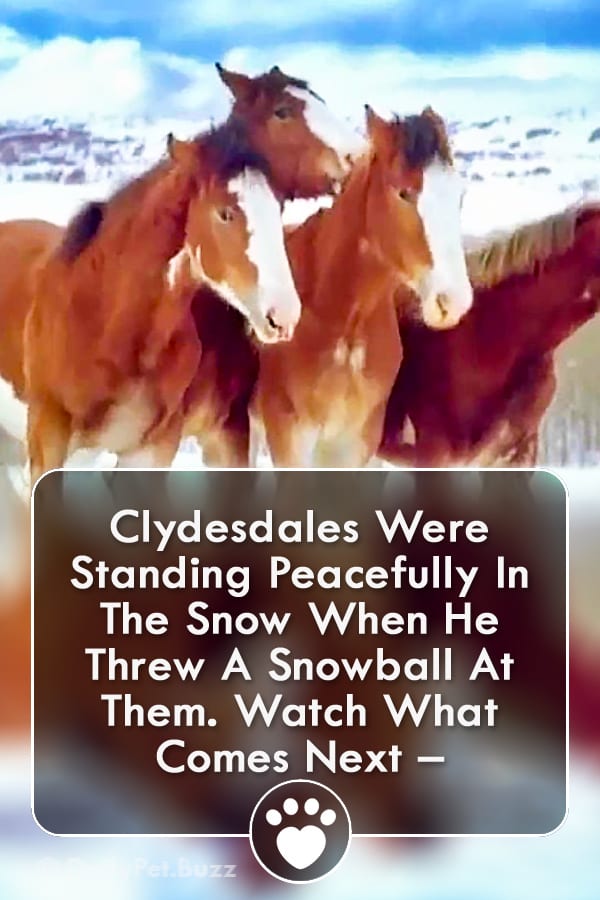 Clydesdales Were Standing Peacefully In The Snow When He Threw A Snowball At Them. Watch What Comes Next –