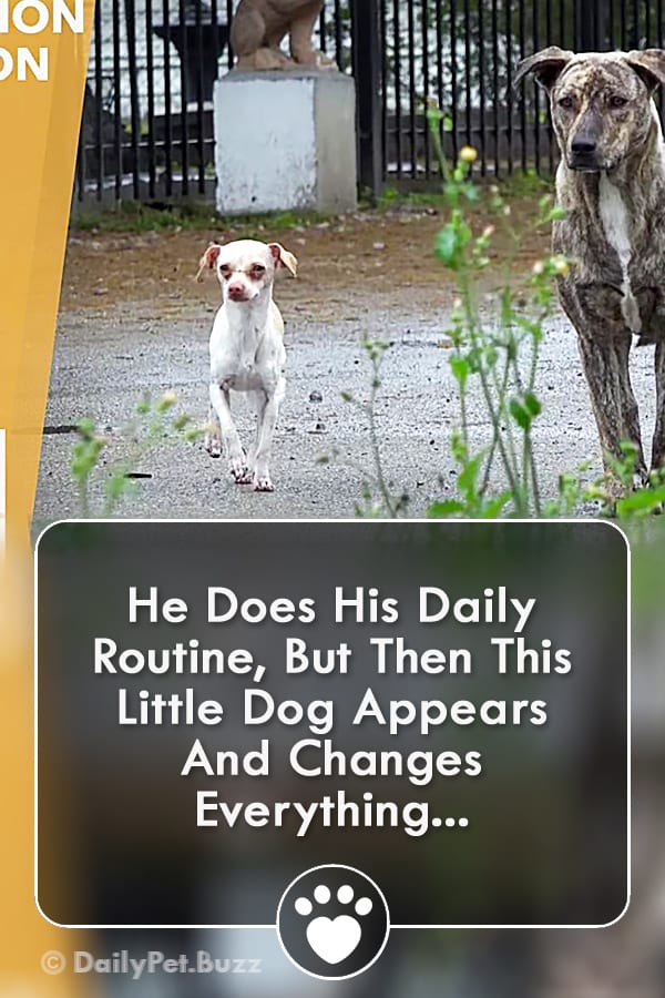 He Does His Daily Routine, But Then This Little Dog Appears And Changes Everything...