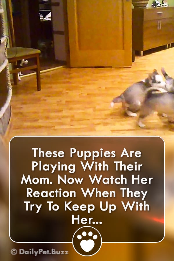 These Puppies Are Playing With Their Mom. Now Watch Her Reaction When They Try To Keep Up With Her...