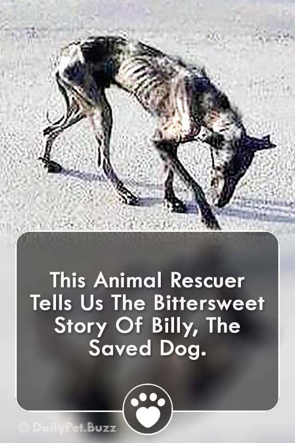 This Animal Rescuer Tells Us The Bittersweet Story Of Billy, The Saved Dog.