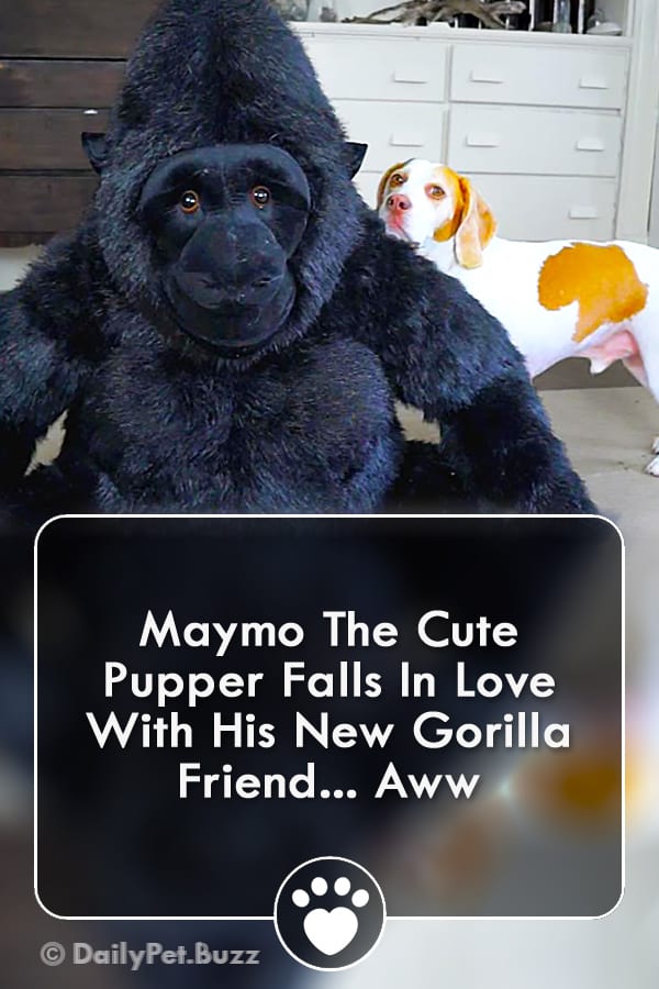 Maymo The Cute Pupper Falls In Love With His New Gorilla Friend... Aww