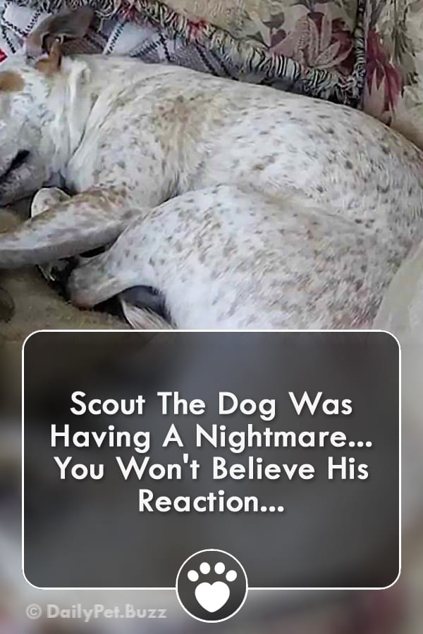 Scout The Dog Was Having A Nightmare... You Won\'t Believe His Reaction...