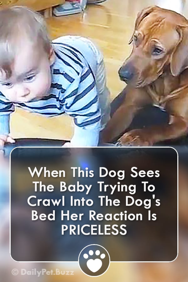 When This Dog Sees The Baby Trying To Crawl Into The Dog\'s Bed Her Reaction Is PRICELESS