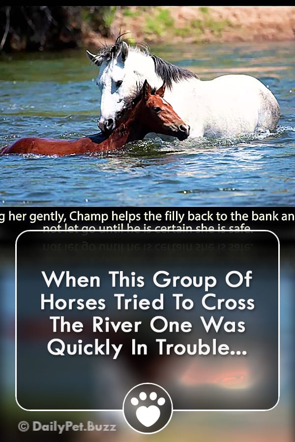 When This Group Of Horses Tried To Cross The River One Was Quickly In Trouble...