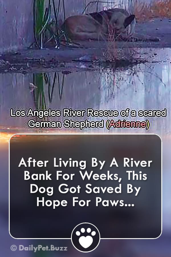 After Living By A River Bank For Weeks, This Dog Got Saved By Hope For Paws...