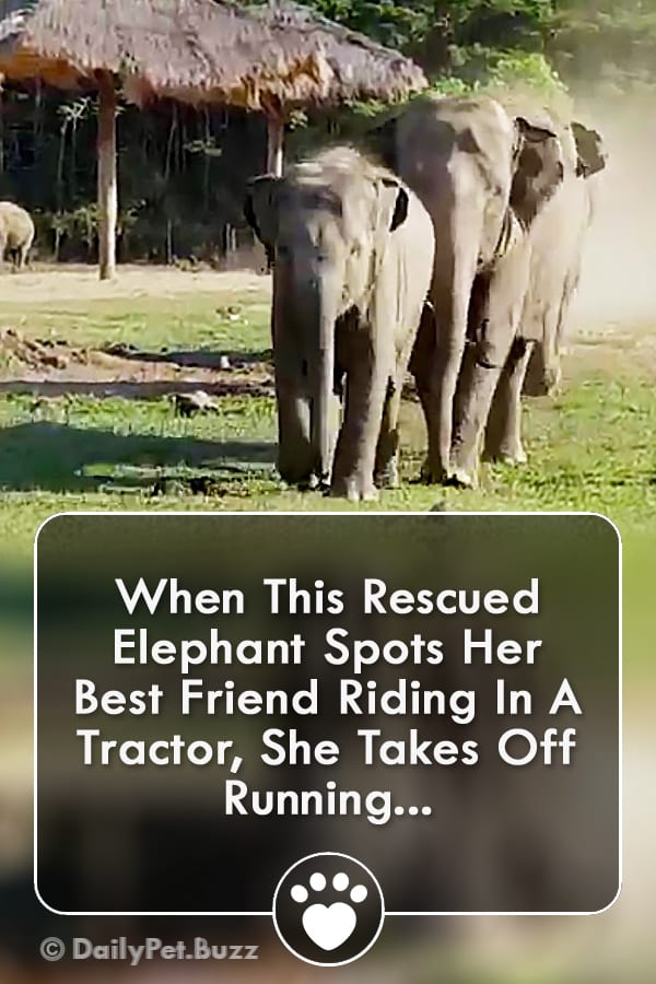 When This Rescued Elephant Spots Her Best Friend Riding In A Tractor, She Takes Off Running...