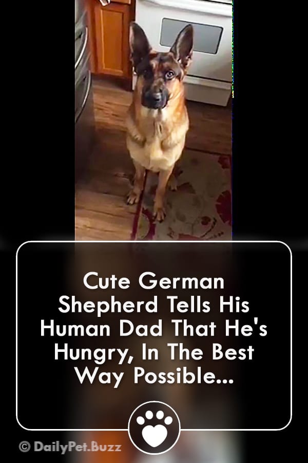 Cute German Shepherd Tells His Human Dad That He\'s Hungry, In The Best Way Possible...