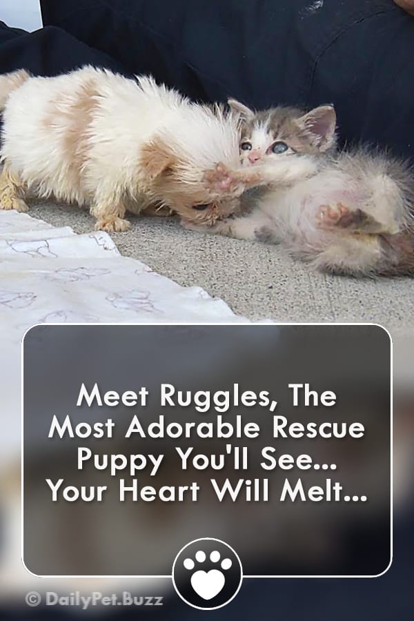 Meet Ruggles, The Most Adorable Rescue Puppy You\'ll See... Your Heart Will Melt...