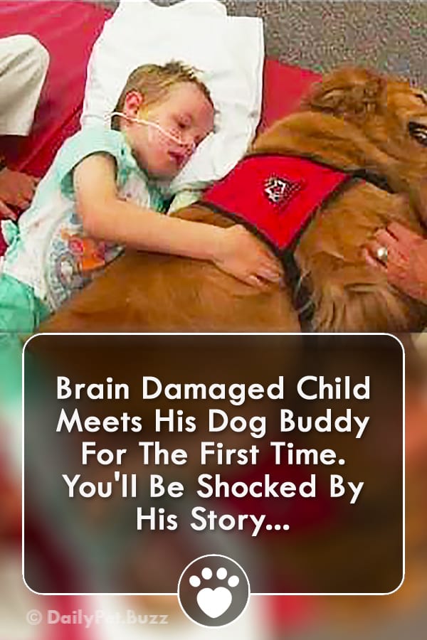 Brain Damaged Child Meets His Dog Buddy For The First Time. You\'ll Be Shocked By His Story...