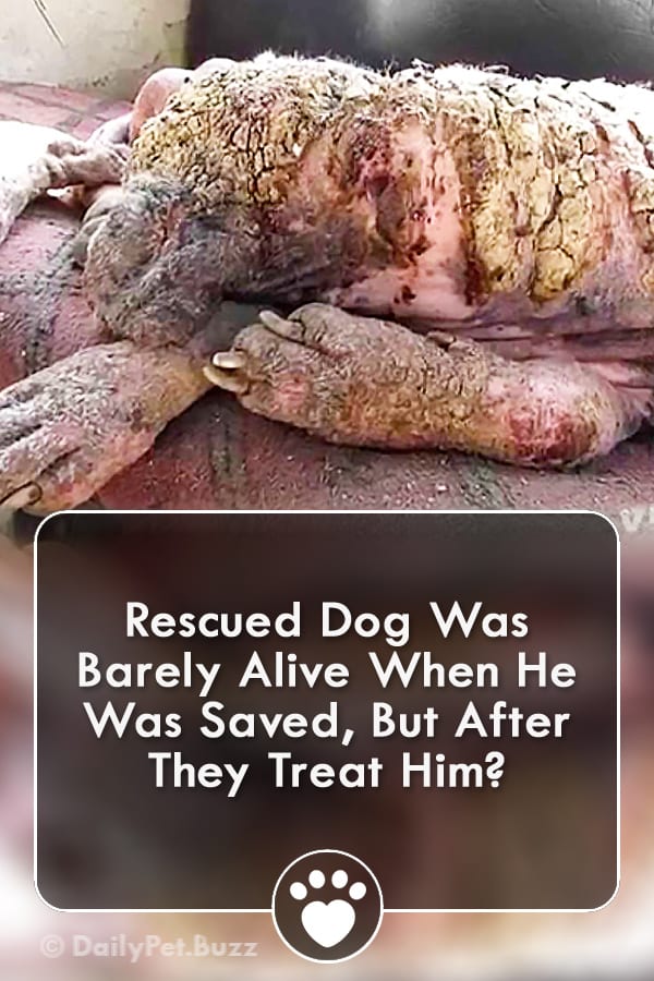 Rescued Dog Was Barely Alive When He Was Saved, But After They Treat Him?