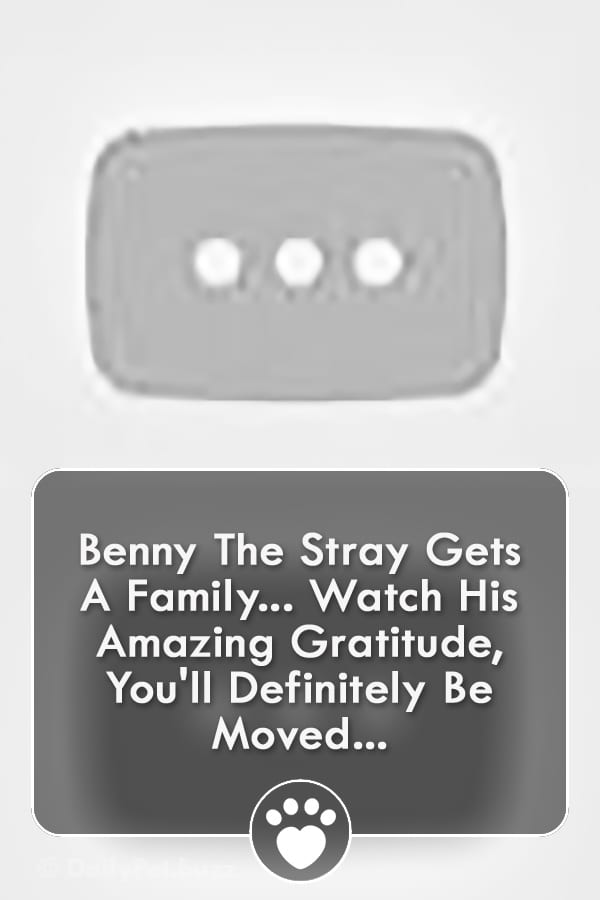 Benny The Stray Gets A Family... Watch His Amazing Gratitude, You\'ll Definitely Be Moved...