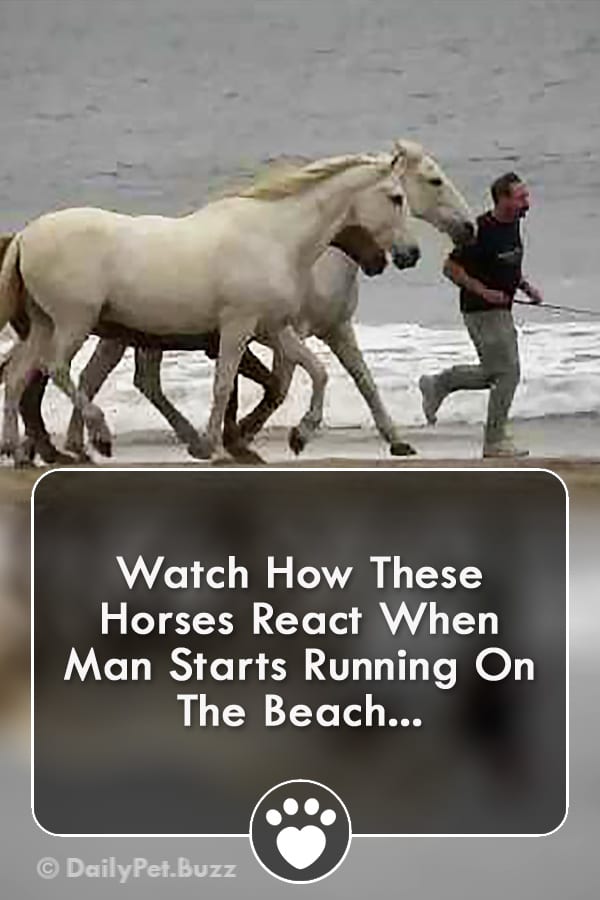 Watch How These Horses React When Man Starts Running On The Beach...