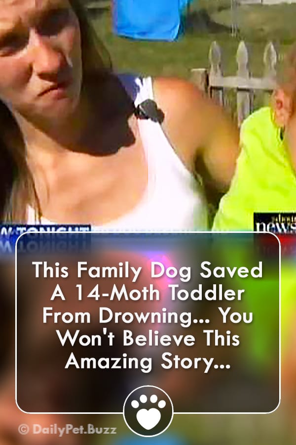 This Family Dog Saved A 14-Moth Toddler From Drowning... You Won\'t Believe This Amazing Story...