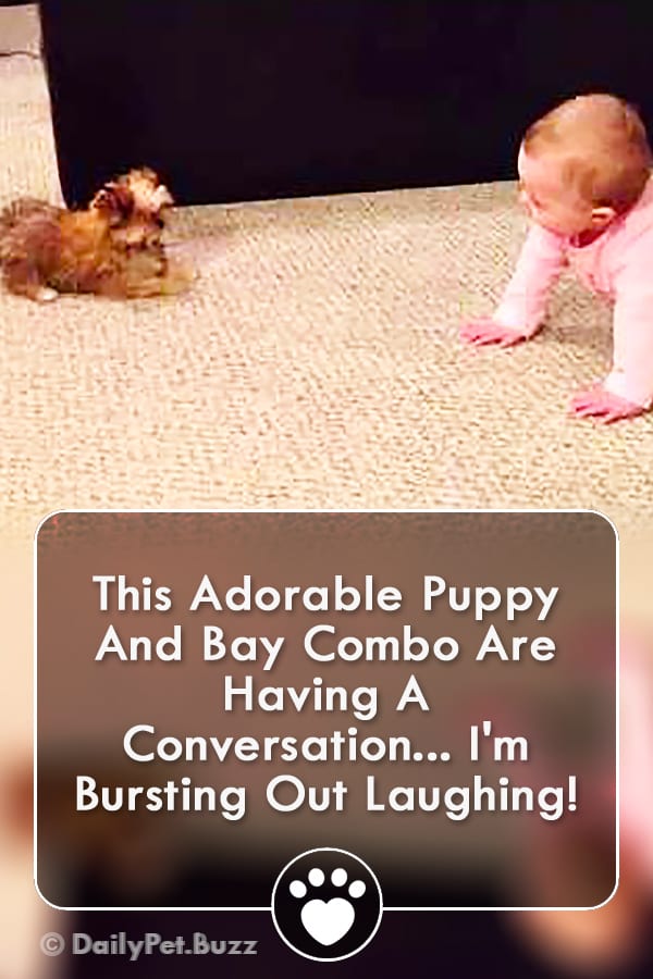 This Adorable Puppy And Bay Combo Are Having A Conversation... I\'m Bursting Out Laughing!