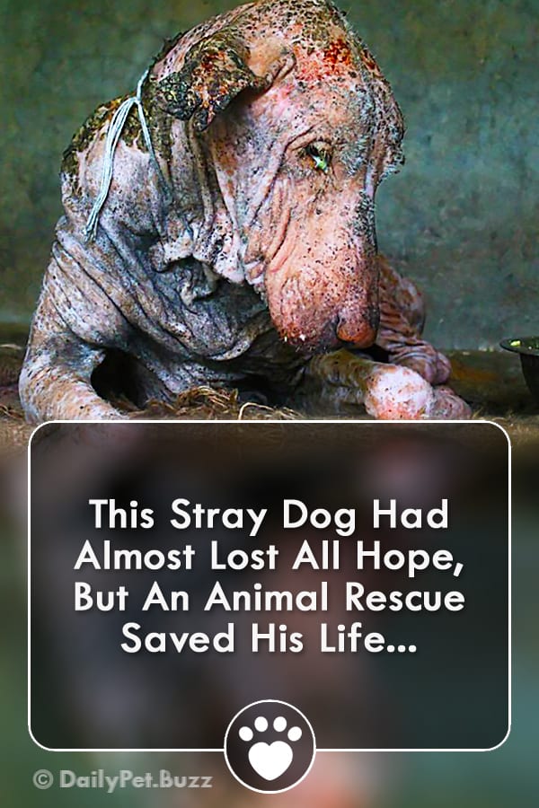 This Stray Dog Had Almost Lost All Hope, But An Animal Rescue Saved His Life...