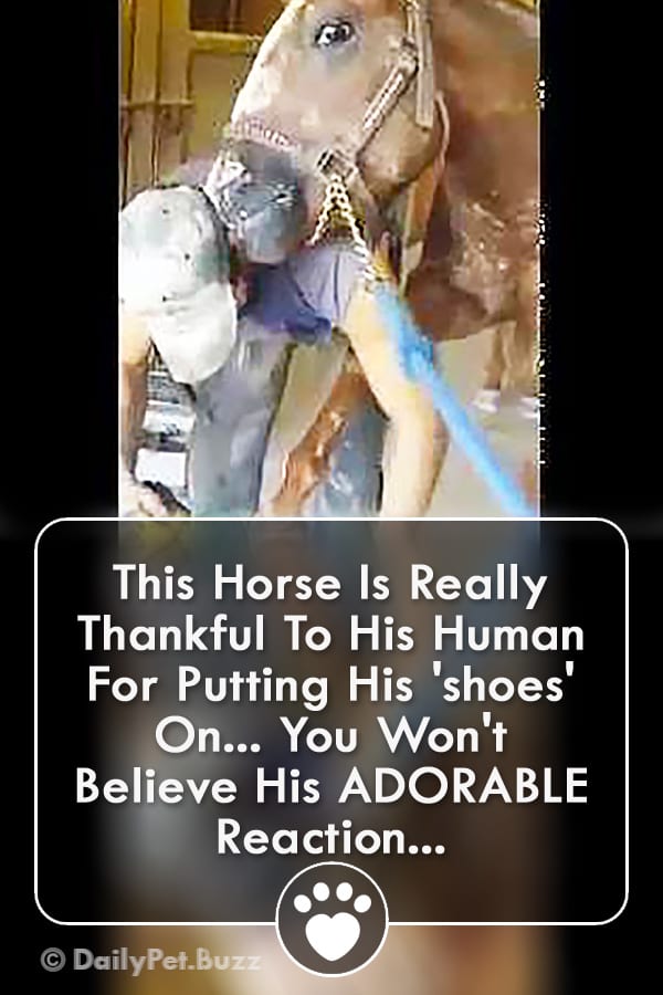 This Horse Is Really Thankful To His Human For Putting His \'shoes\' On... You Won\'t Believe His ADORABLE Reaction...