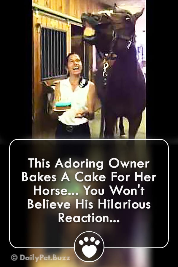 This Adoring Owner Bakes A Cake For Her Horse... You Won\'t Believe His Hilarious Reaction...