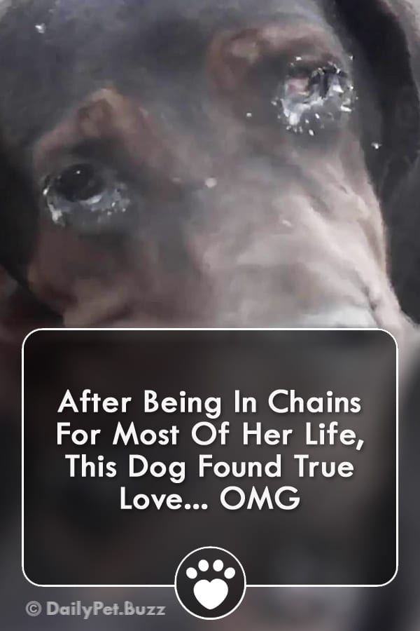 After Being In Chains For Most Of Her Life, This Dog Found True Love... OMG