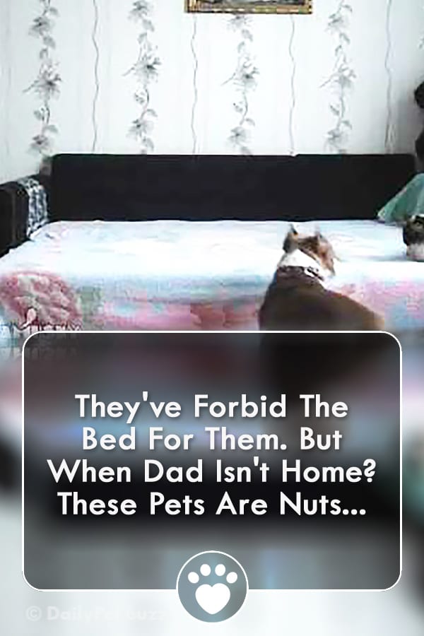 They\'ve Forbid The Bed For Them. But When Dad Isn\'t Home? These Pets Are Nuts...